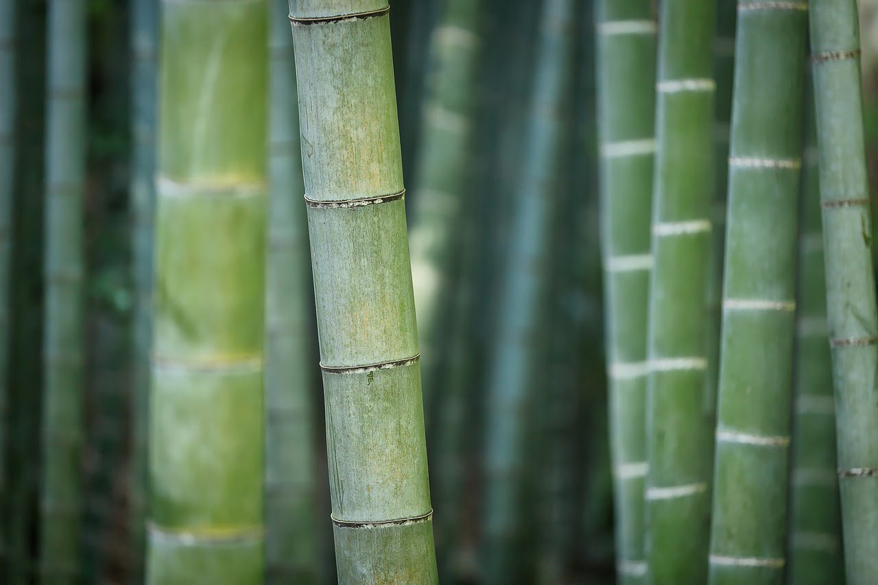 bamboo, green bamboo, forest-3028709.jpg